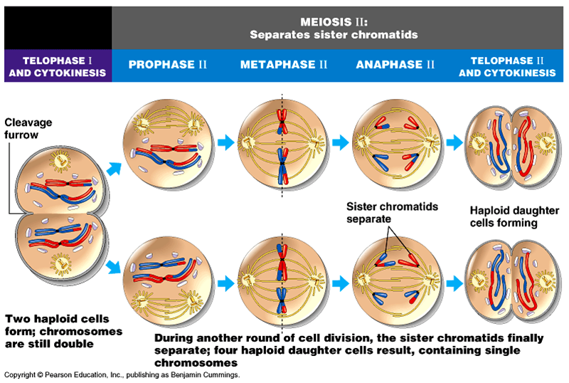 tahap meiosis 1 dan 2 terbaru