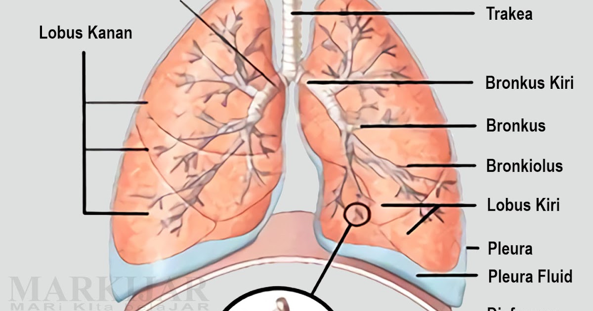 organ organ pernapasan beserta fungsinya terbaru