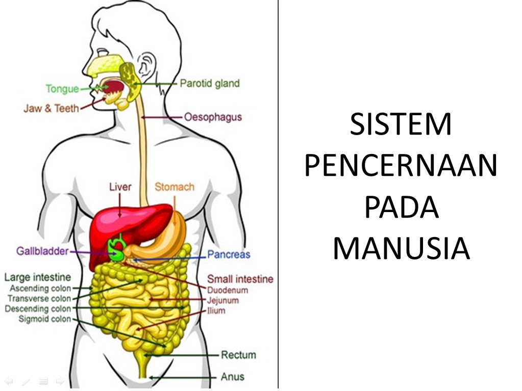 nama organ pencernaan dan fungsinya