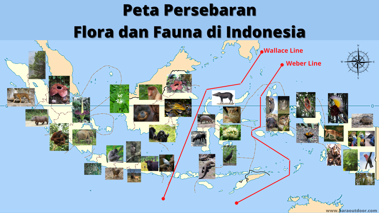 pembagian wilayah hewan di indonesia terbaru