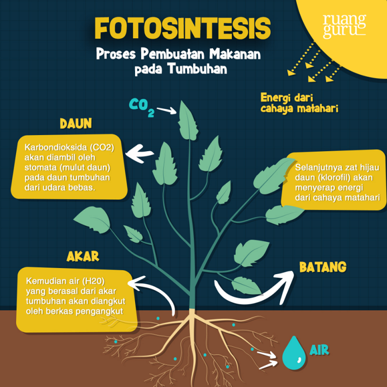 apakah yang dimaksud dengan fotosintesis