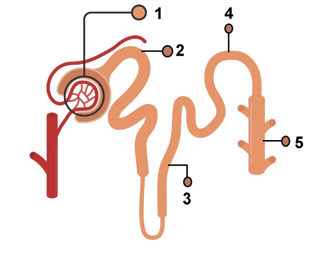 struktur nefron ginjal dan fungsinya