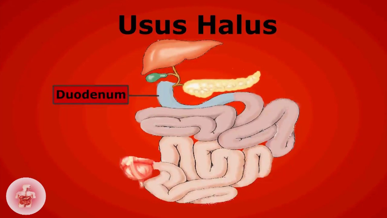 proses pencernaan di usus halus terbaru