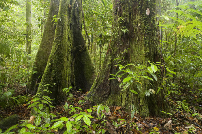 kl jelutong meranti percantik kayu besides kuala menara nanas bukit 421m lumpur